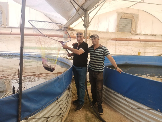 Ministry of Agriculture: The General Directorate of Fisheries and Tulkarem Agriculture Directorate conducts an inspection tour of fish farms in Tulkarem Governorate to promote technical guidance and support breeders.