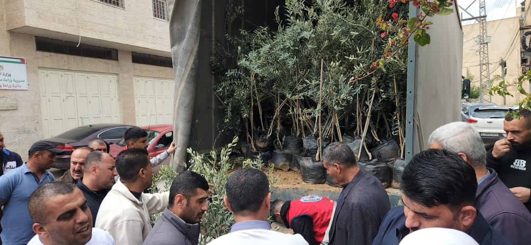 Ministry of Agriculture: 2,757 enlarged olive seedlings distributed in the town of Ithna to support 68 farmers affected by the occupation’s attacks, as part of the emergency response program in cooperation with JICA