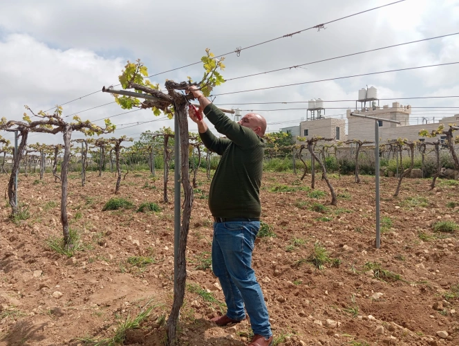 Ministry of Agriculture: North Hebron Agriculture Directorate conducts an educational tour for olive and grape farmers in Halhul