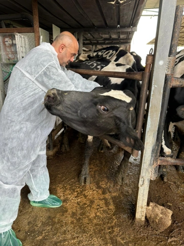Ministry of Agriculture: 13,067 dairy cattle have been vaccinated as part of the national campaign launched by the ministry across various governorates against Foot-and-Mouth Disease (SAT1)