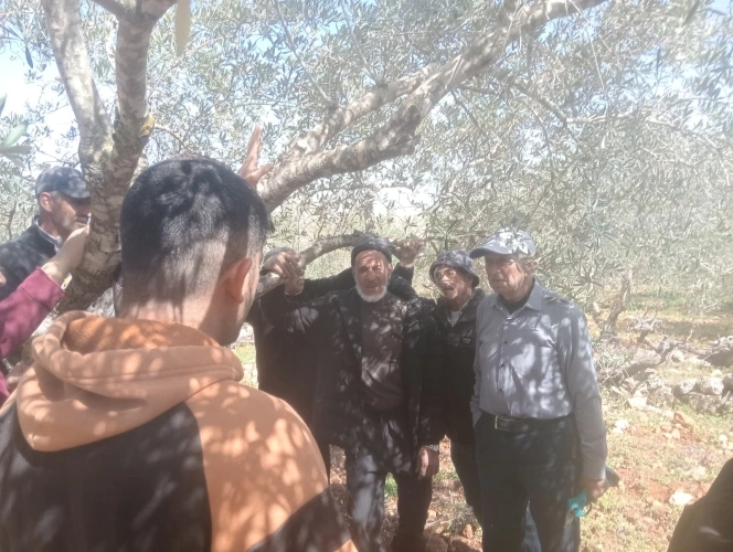 Ministry of Agriculture: Jerusalem Agriculture Directorate, in cooperation with Jerusalem Governorate funded by the Moroccan Bayt Mal Al-Quds Agency, is implementing an extension activity for grafting olive trees in Beit Surik and Biddu