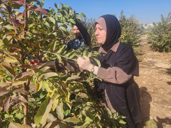 Ministry of Agriculture: Qalqilya Agriculture Directorate conducts a field day on pruning guava trees in the town of Falamya