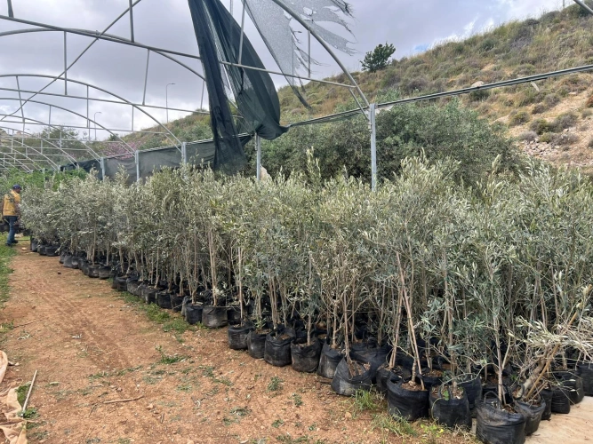 Ministry of Agriculture: Ramallah and Al-Bireh Agriculture Directorate distributes 430 "large" olive trees to affected farmers as part of the emergency response program