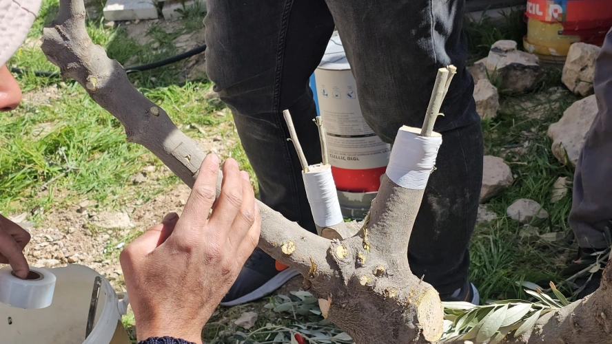 Jerusalem Agriculture Directorate conducts a field day for grafting olive trees in Abu Dis in partnership with Jerusalem Governorate, within the framework of the Field Schools Project funded by the Moroccan Bayt Mal Al-Quds Agency