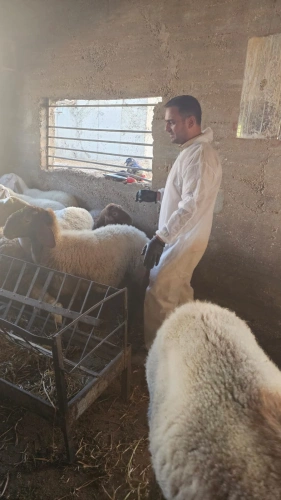 Ministry of Agriculture: Veterinary vaccination campaigns carried out 16,588 doses across 11 veterinary districts, benefiting 361 farmers and livestock breeders in 8 governorates.