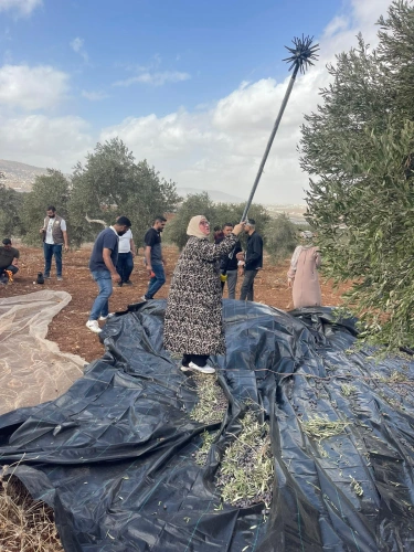 Ministry of Agriculture: The local committee for the national olive-harvesting campaign in Tubas and the Northern Jordan Valley carries out its first activity to support farmers in Salhab.