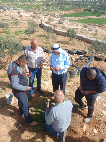 Ministry of Agriculture: The South Hebron Agriculture Directorate holds a field day for pruning and rejuvenating olives in Dura, as well as grafting bolls in Al-Dhahiriya.