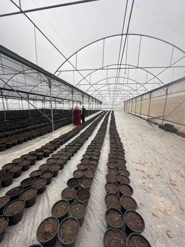 Ministry of Agriculture: Tulkarem Agriculture Directorate, alongside Oxfam, the Lending Institution, and the RWDA, handed over three fresh vegetable value chain projects in Anabta, Deir al-Ghusun, and Ellar