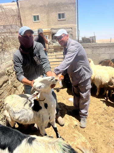 Ministry of Agriculture: The national campaign for livestock vaccination and tagging has exceeded 52,500 vaccination and tagging operations for livestock during the fifth day of its second week.