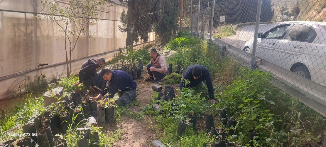 Ministry of Agriculture: Hebron Agriculture Directorate continues to prepare Wadi al-Qaf nursery to produce forest, pasture and shade seedlings
