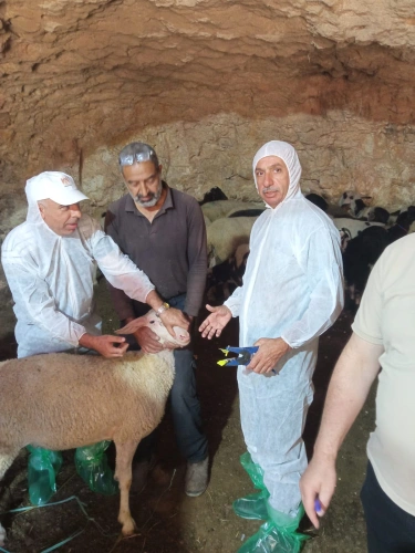 🔴 وزارة الزراعة: طاقم الخدمات البيطرية في زراعة وسط الخليل واللجنة الفنية لبرنامج المساعدة الزراعية الممول من الاتحاد الأوروبي ينفذان جولة ميدانية على مشاريع المستفيدين للكشف على الحالة الصحية وترقيم الثروة الحيوانية.