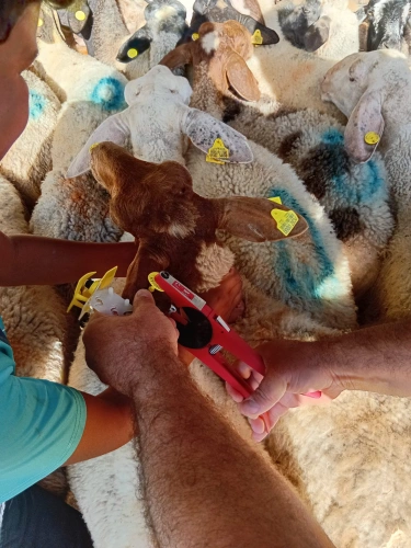 Ministry of Agriculture: The national vaccination and tagging campaign exceeds 105,000 operations on the second day of the fifth week after carrying out 3,850 new operations in Masafer Yatta and the northern Jordan Valley.