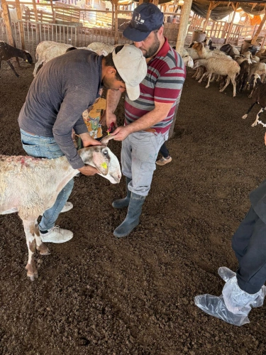 Ministry of Agriculture: The national vaccination and tagging campaign exceeds 97,000 operations by the end of the fourth week after carrying out 4,600 new operations in Masafer Yatta and the northern Jordan Valley.