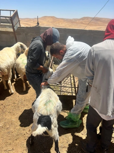 Ministry of Agriculture: The national campaign continues to expand and has exceeded 48,000 vaccination and tagging operations for livestock during the fourth day of its second week in Masafer Yatta and the northern Jordan Valley.