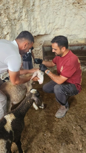 🔴 وزارة الزراعة: مديريات ودوائر الخدمات البيطرية تنفذ اليوم 5,079 جرعة تحصين لـ159 مربياً للثروة الحيوانية في 11 منطقة في 5 محافظات.