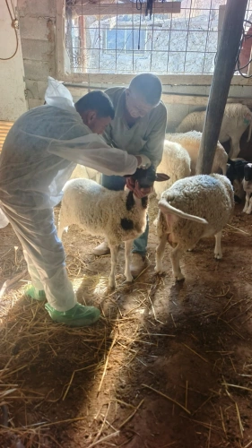 🔴 وزارة الزراعة: مديريات ودوائر الخدمات البيطرية تنفذ 12,778 جرعة تحصين للثروة الحيوانية لصالح 320 مربياً في 5 محافظات خلال ثلاثة أيام