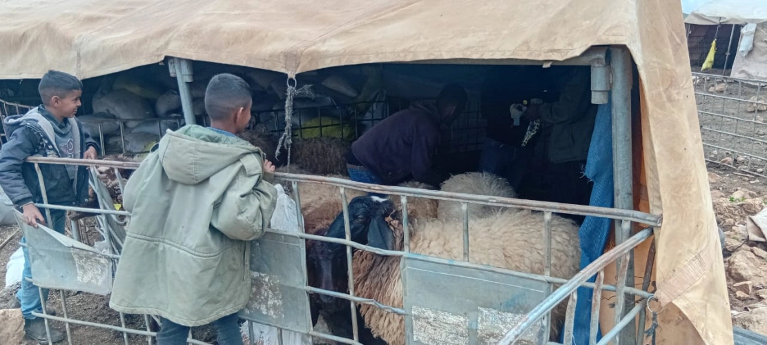 The Ministry of Agriculture, along with the Nablus Agriculture Directorate and the Veterinary Department, continue to tag and vaccinate sheep for eligible beneficiaries as part of an agricultural support project funded by the European Union