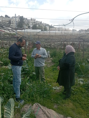 Ministry of Agriculture: The North of Hebron Agriculture Directorate, in partnership with the Agricultural Relief, conducts a field visit to 37 grape farmers in Halhul