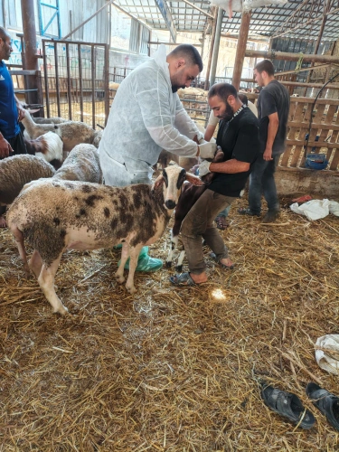 🔴 وزارة الزراعة تواصل حملة التحصين البيطري وتنفذ هذا اليوم 16,098 جرعة استهدفت 315 مزارعاً ومربياً في 6 محافظات.