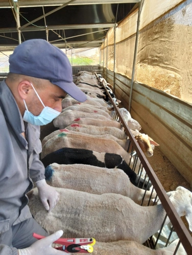 Ministry of Agriculture: The Veterinary Department in Tubas conducts a vaccination and tagging campaign for sheep in Khirbet al-Ras al-Ahmar.