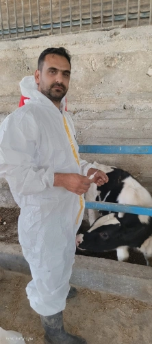 Ministry of Agriculture: Hebron Agriculture Directorate continues vaccination campaign against foot-and-mouth disease (SAT-1) for cattle in Ithna