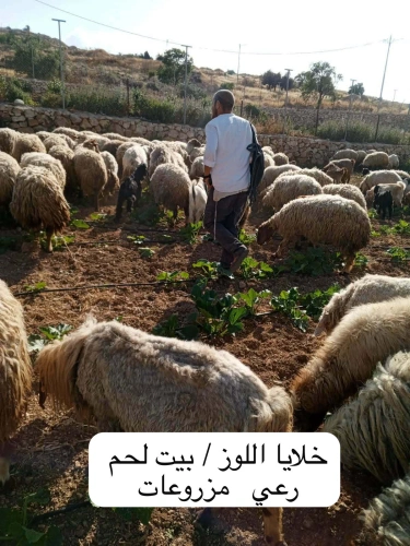 Weekly briefing on the documentation of the Ministry of Agriculture's records of Israeli occupation violations against the agricultural sector during the period from 24/5/2026 to 4/6/2026