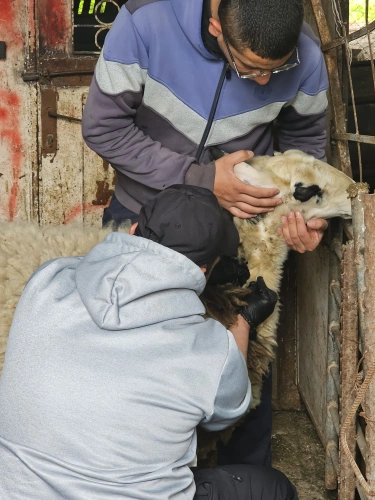 Ministry of Agriculture: Jerusalem Veterinary Department conducts field visits to poultry and sheep farms to monitor and track diseases and promote health safety