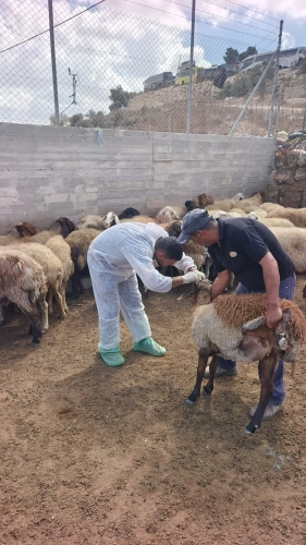 🔴 وزارة الزراعة: مديريات ودوائر الخدمات البيطرية تنفذ اليوم 3,172 جرعة تحصين لـ56 مربياً للثروة الحيوانية في 3 دوائر ومناطق بيطرية في 3 محافظات.