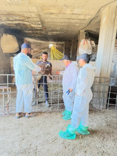 Ministry of Agriculture: The national vaccination and tagging campaign exceeds 120,000 operations on the third day of the sixth week after carrying out 3,200 new operations in Masafer Yatta and the northern Jordan Valley.