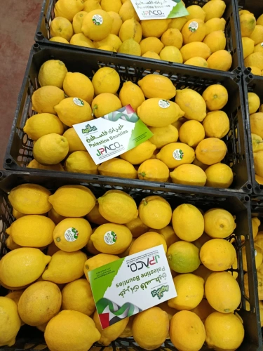 Ministry of Agriculture: 120 tons of Palestinian citrus fruits (Lemon) to UAE markets in February as part of an agreement to export 500 tons