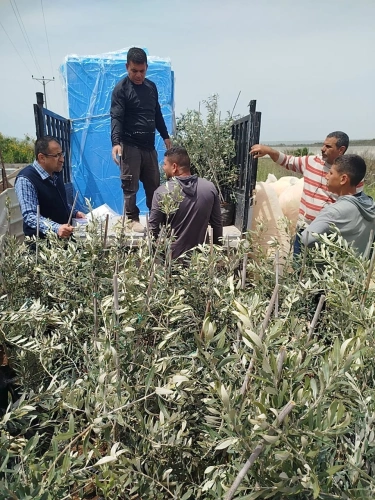 Tulkarem Agriculture, funded by JICA, distributes enlarged olive seedlings to 22 farmers in Safarin, Qaffin, Shweika, Beit Lid, Kafr Jamal, Shufa and the outskirts of Tulkarm as part of the urgent response