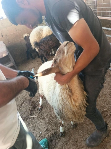 Ministry of Agriculture: Veterinary services directorates and departments have administered 6,331 vaccine doses to livestock across the governorates of Jenin, Jericho, and Hebron.