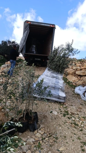 Ministry of Agriculture: Jerusalem Agriculture Directorate, in partnership with the Land Research Center, distributed 200 large olive trees to farmers in Beit Iksa and Beit Ijza.