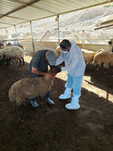 🔴 وزارة الزراعة: مديريات ودوائر الخدمات البيطرية تنفّذ اليوم 4,252 جرعة تحصين للثروة الحيوانية لصالح 179 مربياً في 3 محافظات.