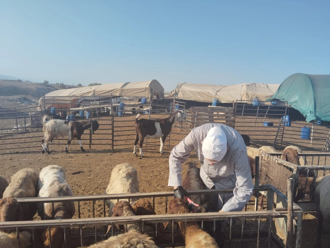🔴 وزارة الزراعة: الحملة الوطنية للترقيم والتطعيم تختتم أعمال الأسبوع السابع متجاوزة 138 ألف عملية بعد تنفيذ 2,800 عملية جديدة في مسافر يطا والأغوار الشمالية.