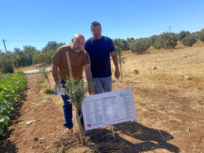 Ministry of Agriculture: North Hebron Agriculture and the Young Women and Christian Association follow up on the results of the project to distribute 4,000 olive seedlings to 92 farmers in Al-Shuyoukh and Beit Ula.