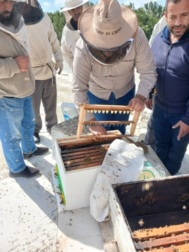 Ministry of Agriculture: Ramallah and Al-Bireh Agriculture Directorate implements the practical aspect of the bee colony division and queen rearing training course