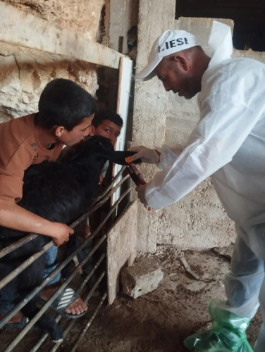 Ministry of Agriculture: The national vaccination and tagging campaign exceeds 76,000 operations... and the fifth day of the third week is focused on Masafer Yatta.