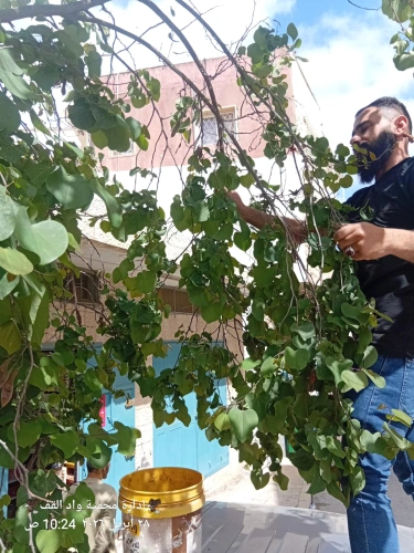 Ministry of Agriculture: Hebron Agriculture Directorate  carries out work of collecting and planting forest seeds in Wadi al-Qaf nurseries