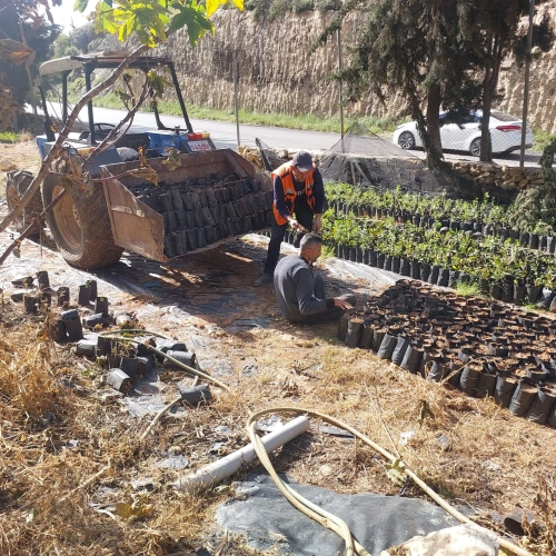 Ministry of Agriculture: Hebron Agriculture Directorate , in partnership with Hebron Municipality, prepare Wadi Al-Qaf nursery for the agricultural season
