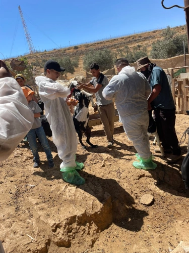 On its fifth day, the national campaign for tagging and vaccination against foot-and-mouth disease (SAT-1) exceeds 24,000 heads and continues its work in Masafer Yatta and the northern Jordan Valley.