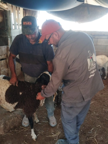 🔴 Ministry of Agriculture: The national vaccination and tagging campaign exceeds 112,000 operations on the fourth day of the fifth week after carrying out 2,200 new operations in Masafer Yatta.