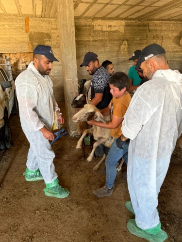 On the third day of the tagging and vaccination campaign: The Ministry of Agriculture raises the total number of sheep and goats vaccinated against foot-and-mouth disease (SAT-1) to more than 14,500
