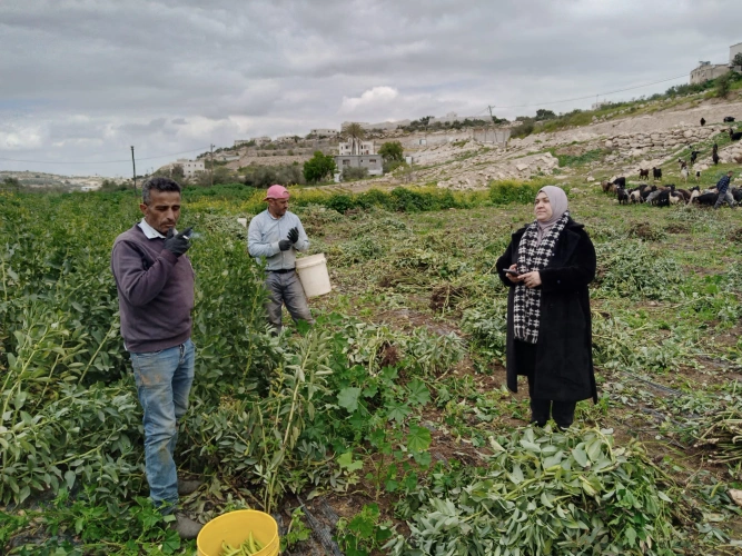 Ministry of Agriculture: The North Hebron Agriculture Directorate is conducting guidance tours in Bani Na’im, Halhul, Nuba and Beit Ula to support farmers of horticulture, irrigated vegetables and greenhouses